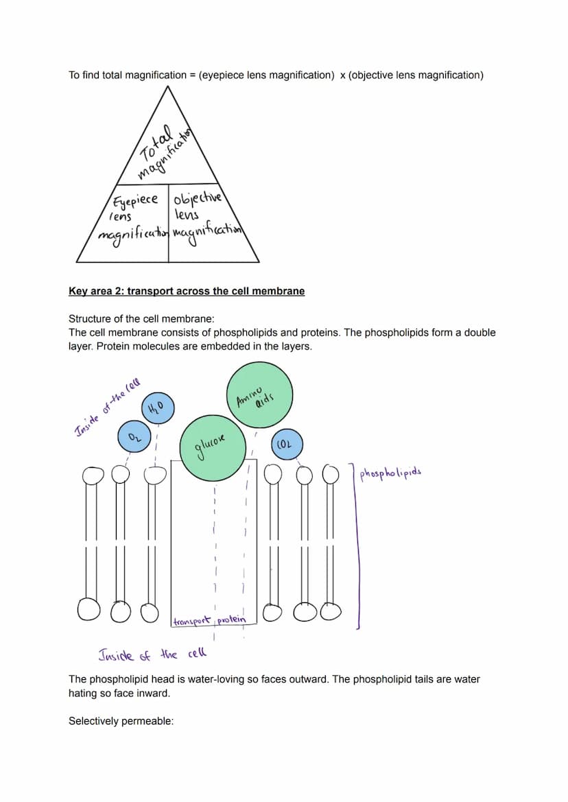 Key area 1: Cell Structure
Cells are the smallest basic, unit of life and are the buildings blocks for all living organisms.
Organisms made 
