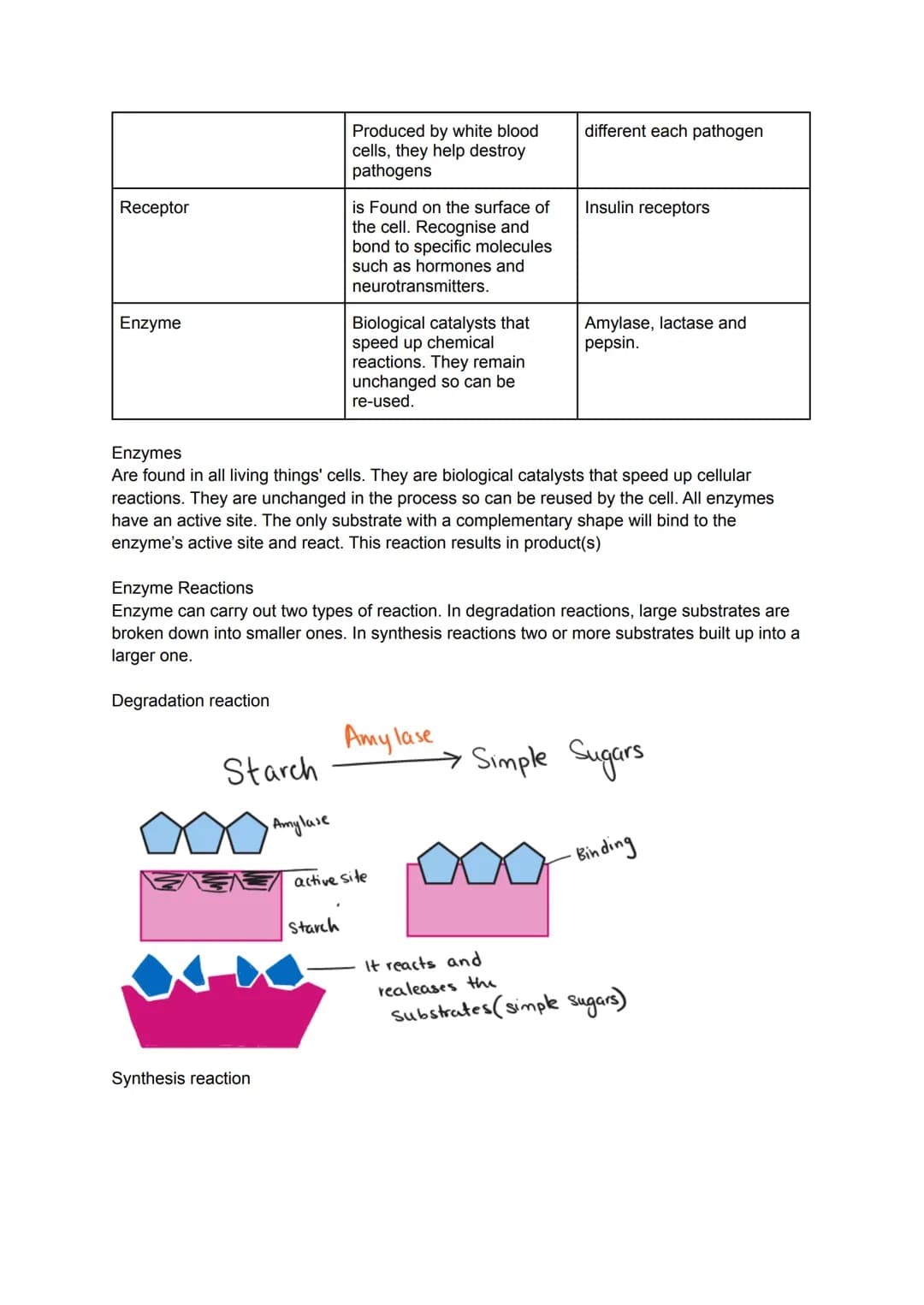 Key area 1: Cell Structure
Cells are the smallest basic, unit of life and are the buildings blocks for all living organisms.
Organisms made 