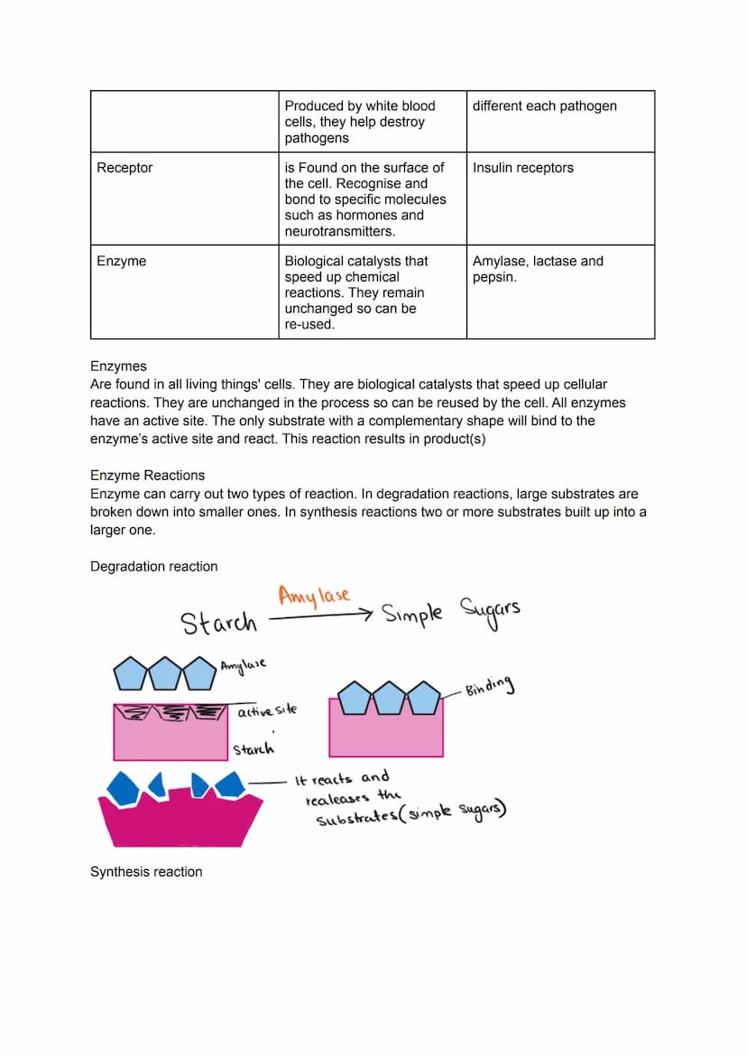 Key area 1: Cell Structure
Cells are the smallest basic, unit of life and are the buildings blocks for all living organisms.
Organisms made 