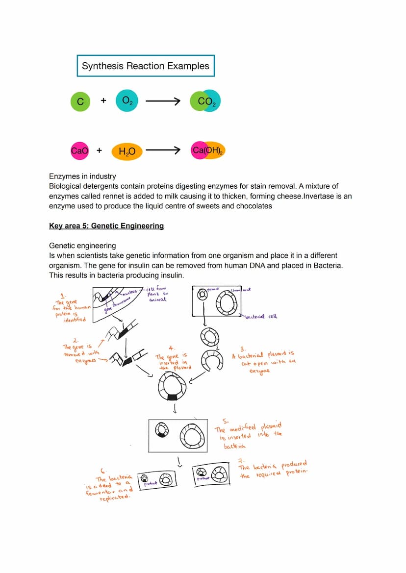 Key area 1: Cell Structure
Cells are the smallest basic, unit of life and are the buildings blocks for all living organisms.
Organisms made 