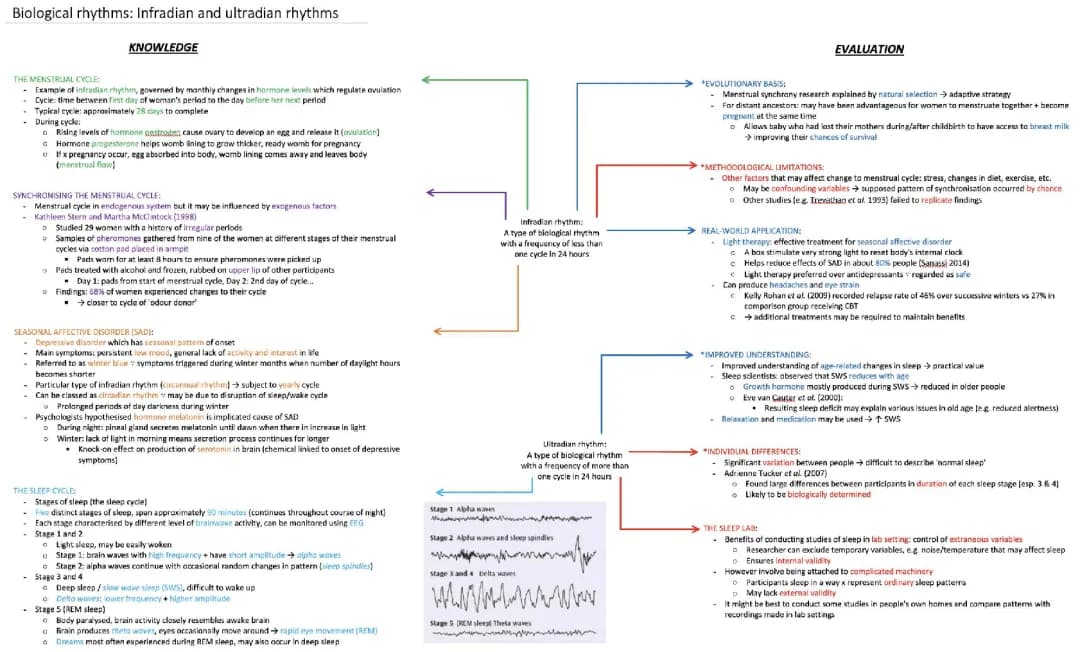 Biological rhythms: Infradian and ultradian rhythms