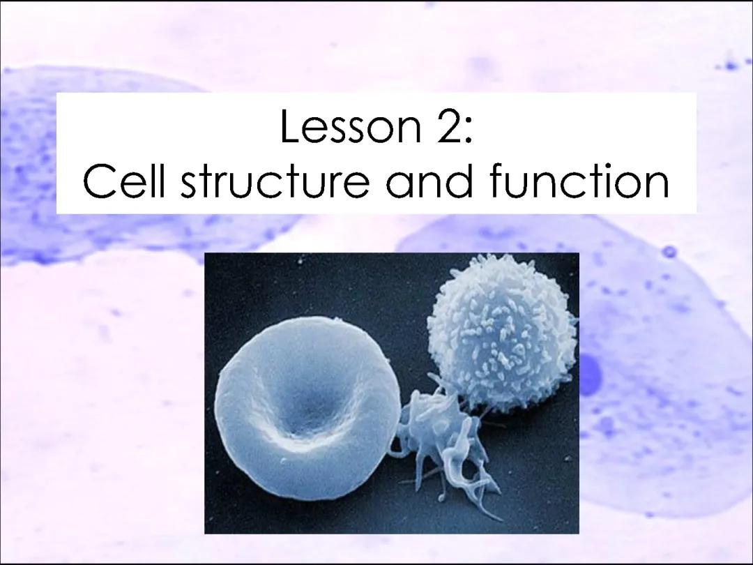 Animal cells