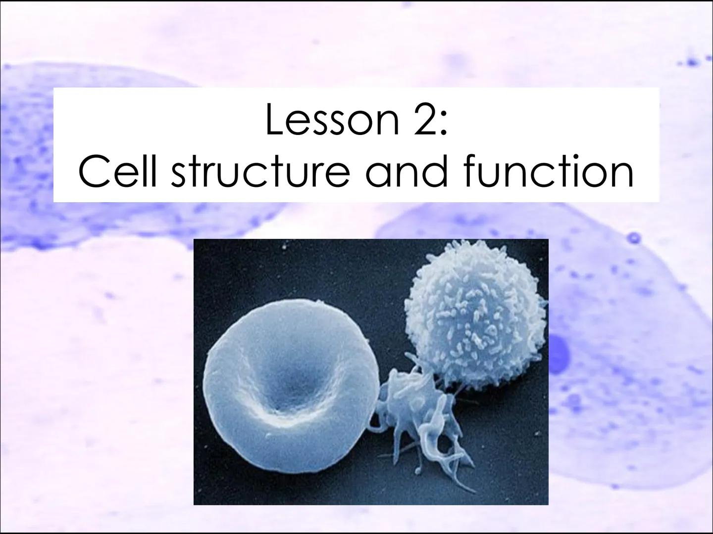 Lesson 2:
Cell structure and function ●
Starter activity
Last lesson you learned about the parts
of a light microscope.
Without looking in y