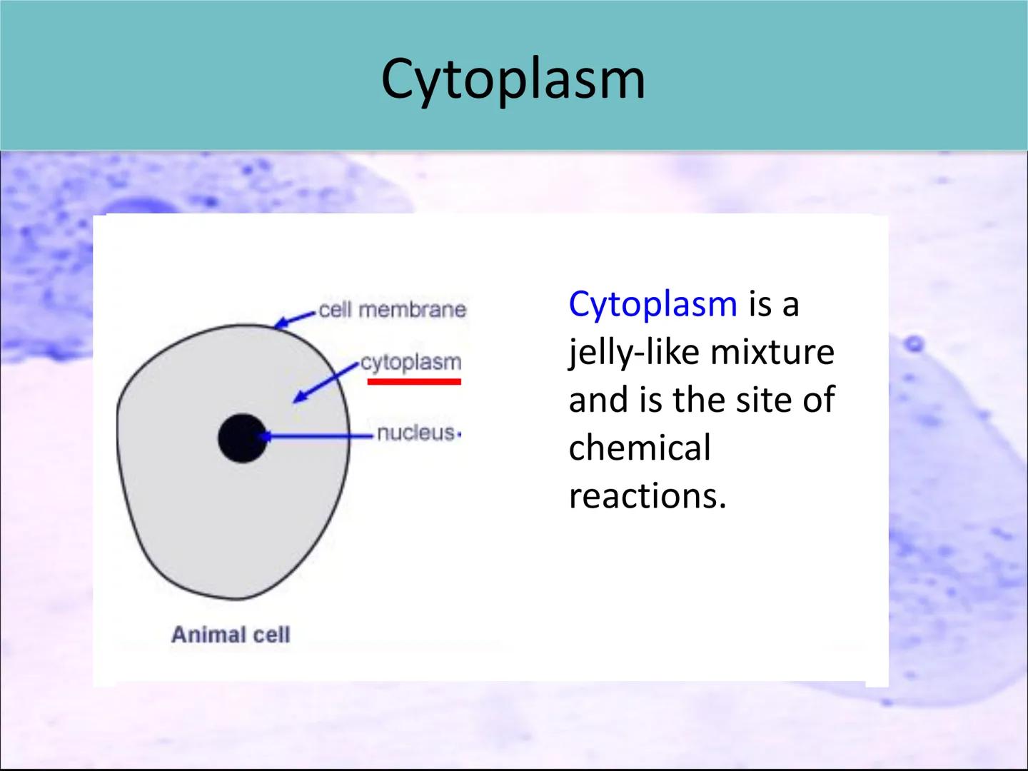 Lesson 2:
Cell structure and function ●
Starter activity
Last lesson you learned about the parts
of a light microscope.
Without looking in y