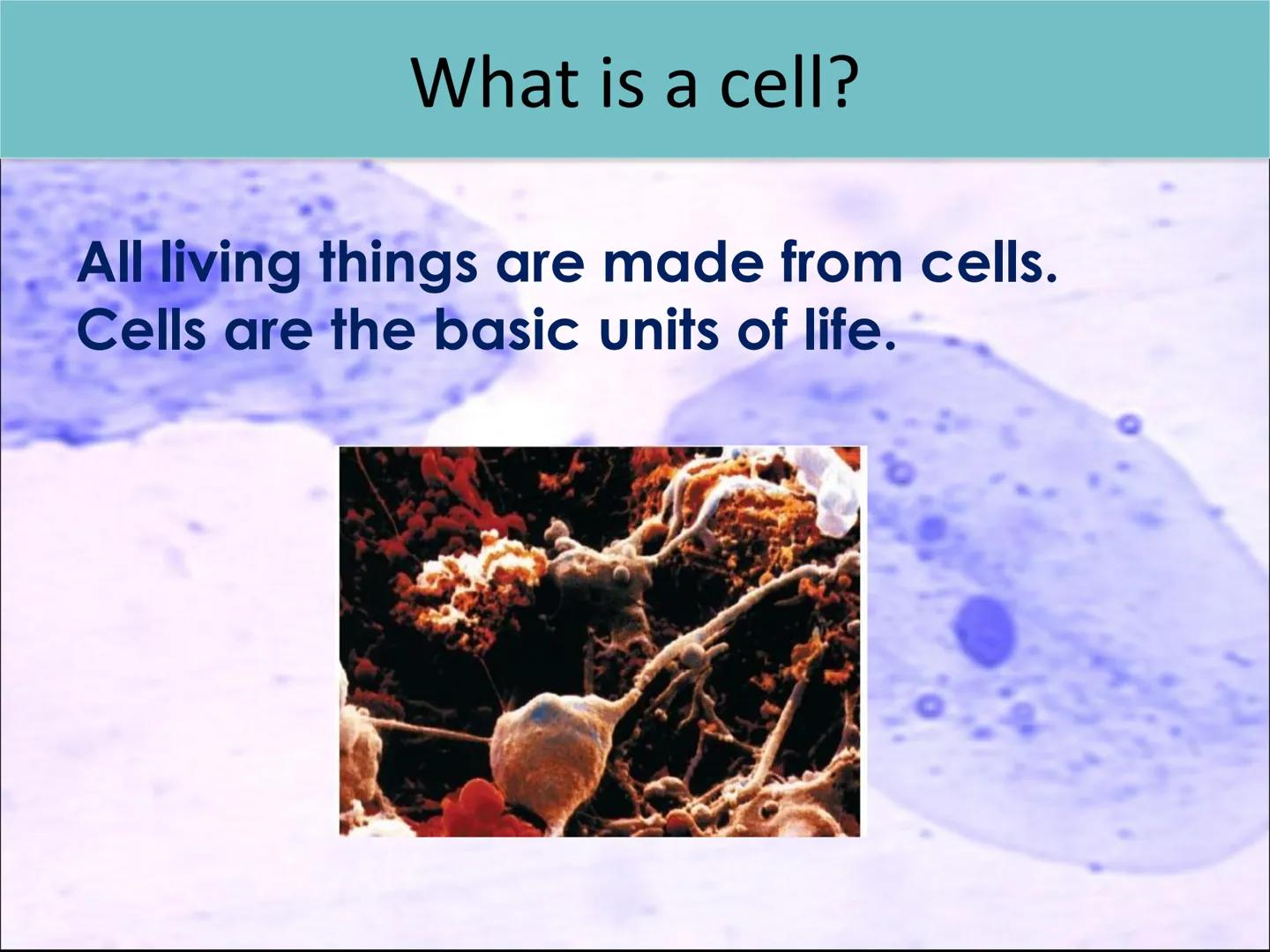 Lesson 2:
Cell structure and function ●
Starter activity
Last lesson you learned about the parts
of a light microscope.
Without looking in y