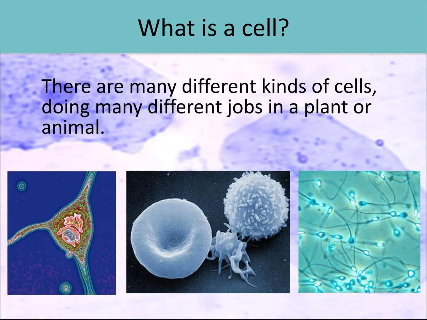 Lesson 2:
Cell structure and function ●
Starter activity
Last lesson you learned about the parts
of a light microscope.
Without looking in y
