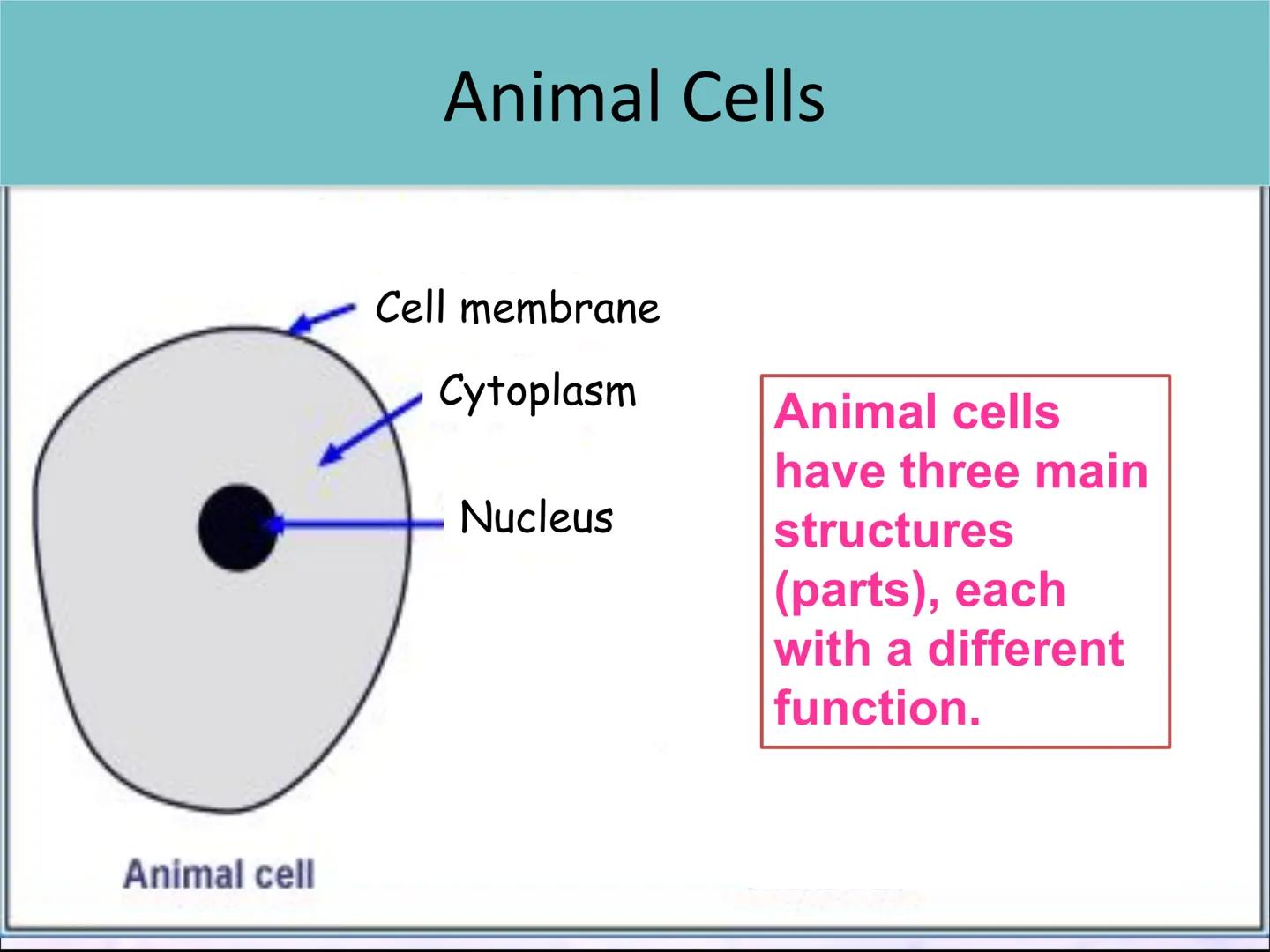 Lesson 2:
Cell structure and function ●
Starter activity
Last lesson you learned about the parts
of a light microscope.
Without looking in y