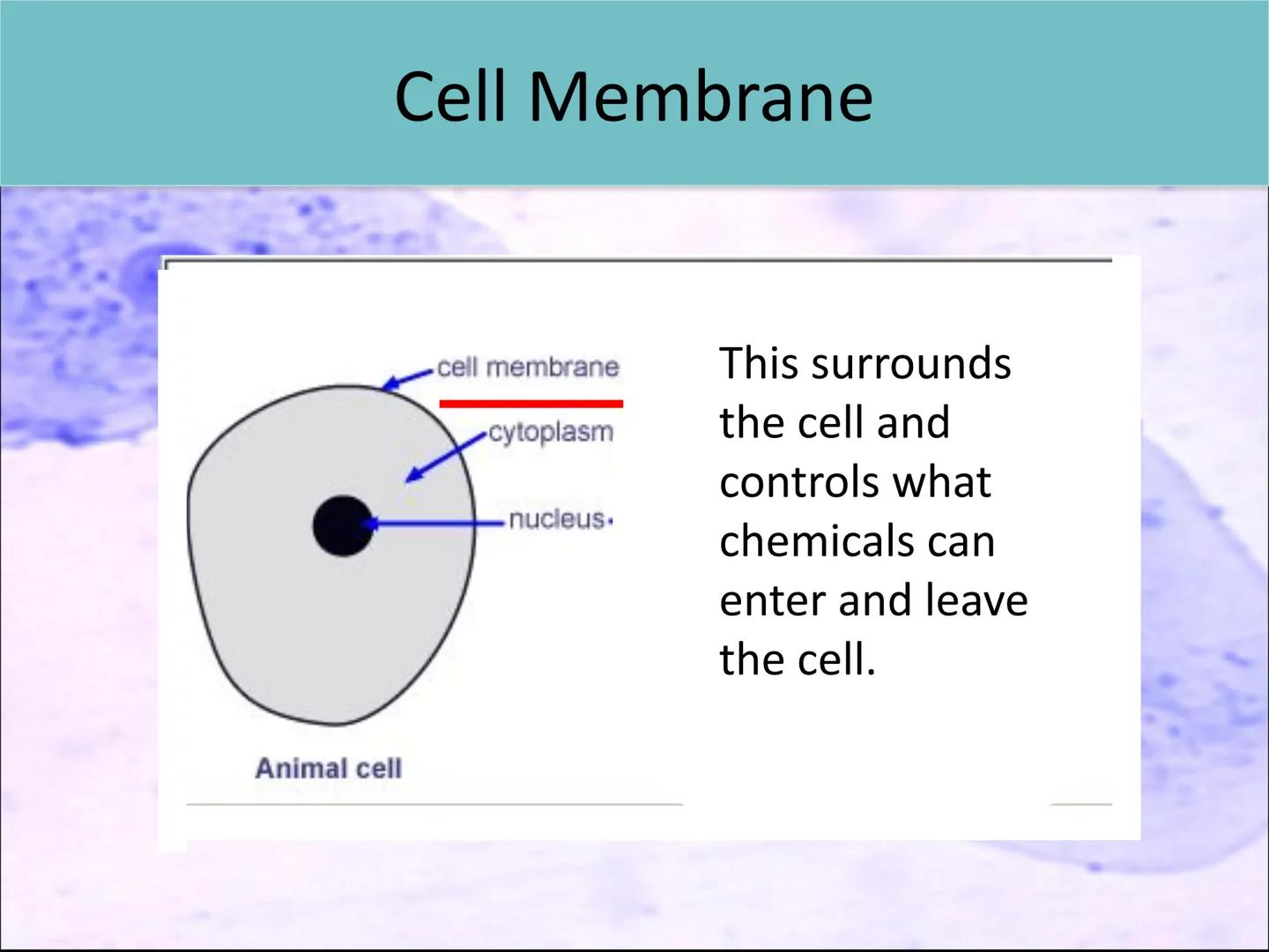 Lesson 2:
Cell structure and function ●
Starter activity
Last lesson you learned about the parts
of a light microscope.
Without looking in y