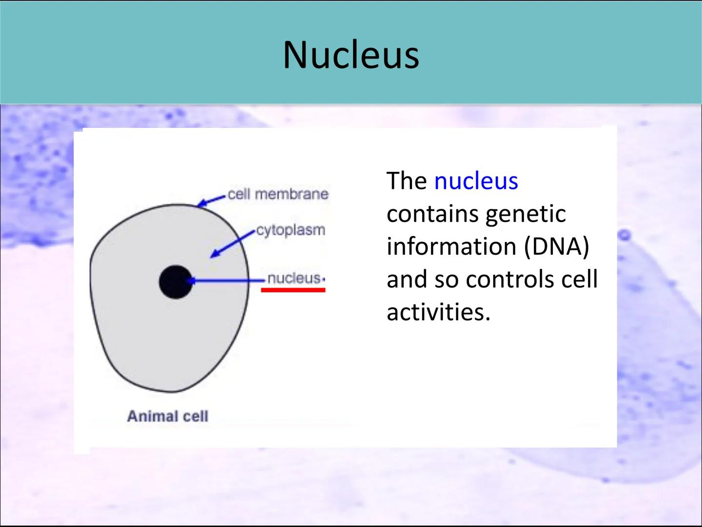 Lesson 2:
Cell structure and function ●
Starter activity
Last lesson you learned about the parts
of a light microscope.
Without looking in y