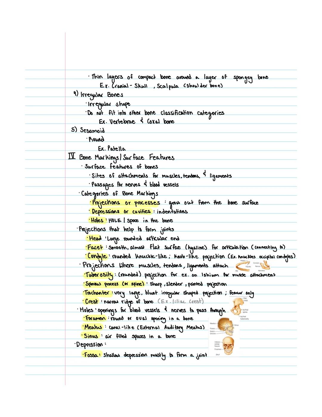 Introduction to
•2 major skeletal System parts
•1st Assess: Axial Skeleton
·2nd
The axial skeleton includes the skull (8 cranial, 14 cranial