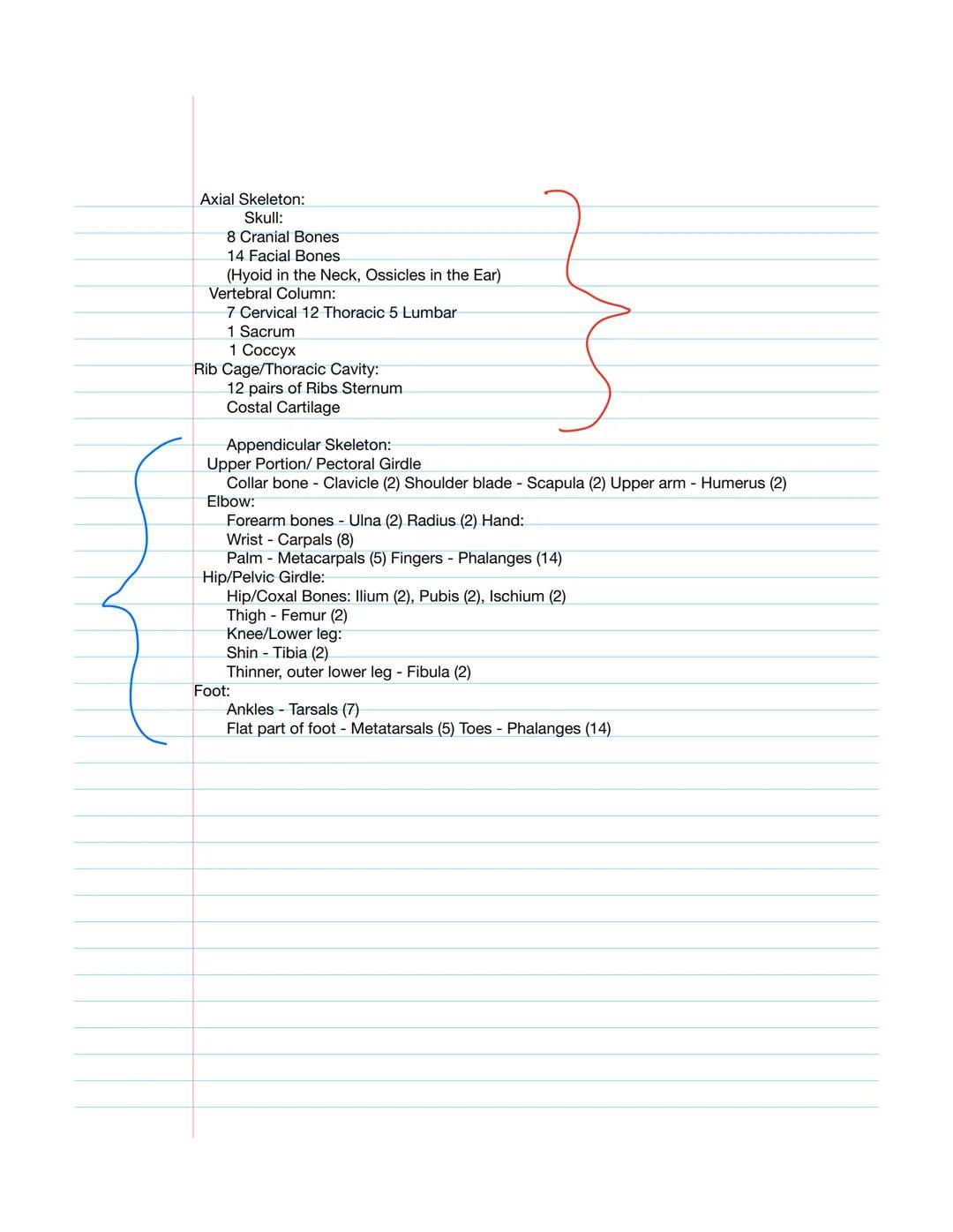 Introduction to
•2 major skeletal System parts
•1st Assess: Axial Skeleton
·2nd
The axial skeleton includes the skull (8 cranial, 14 cranial