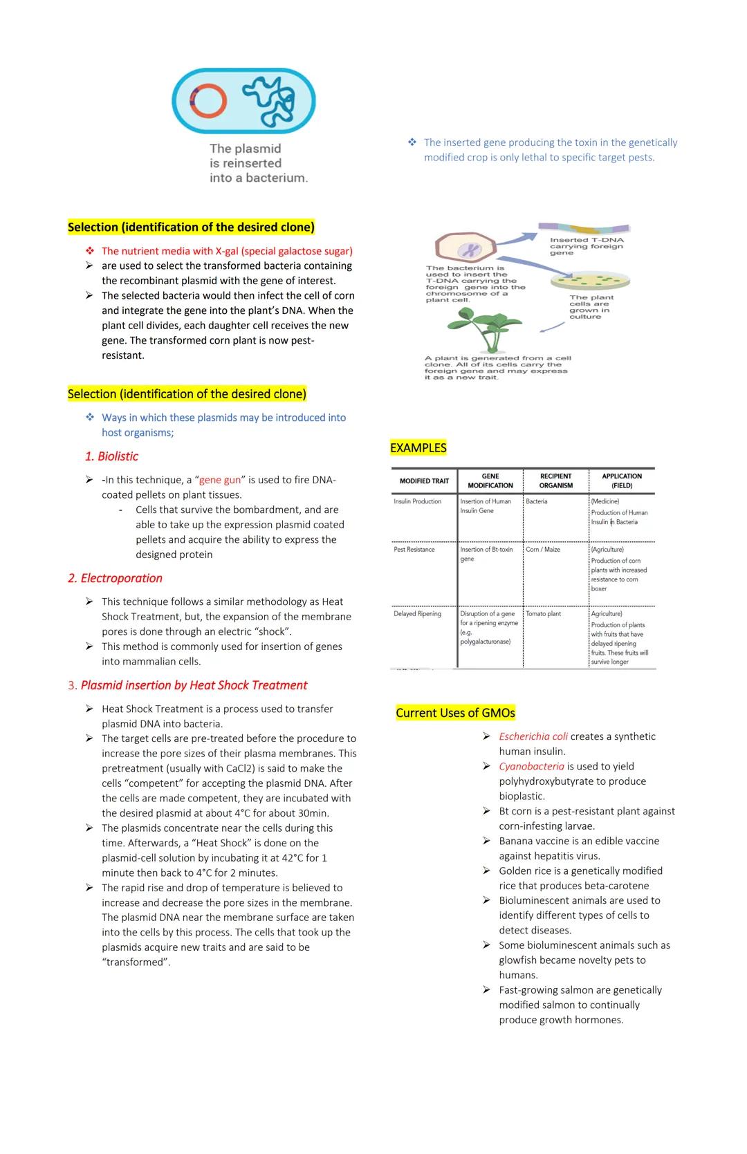 Genetically Modified Organisms
(GMO)
GENETIC ENGINEERING AND BIOTECHNOLOGY
Genetic engineering
means modifying genes in a living organism to