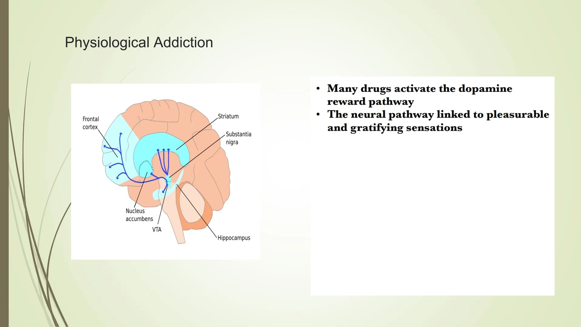 The Effects Psychoactive Drugs
● Substances which cause changes in body chemistry
• Produce changes in perception, conscious awareness, and/