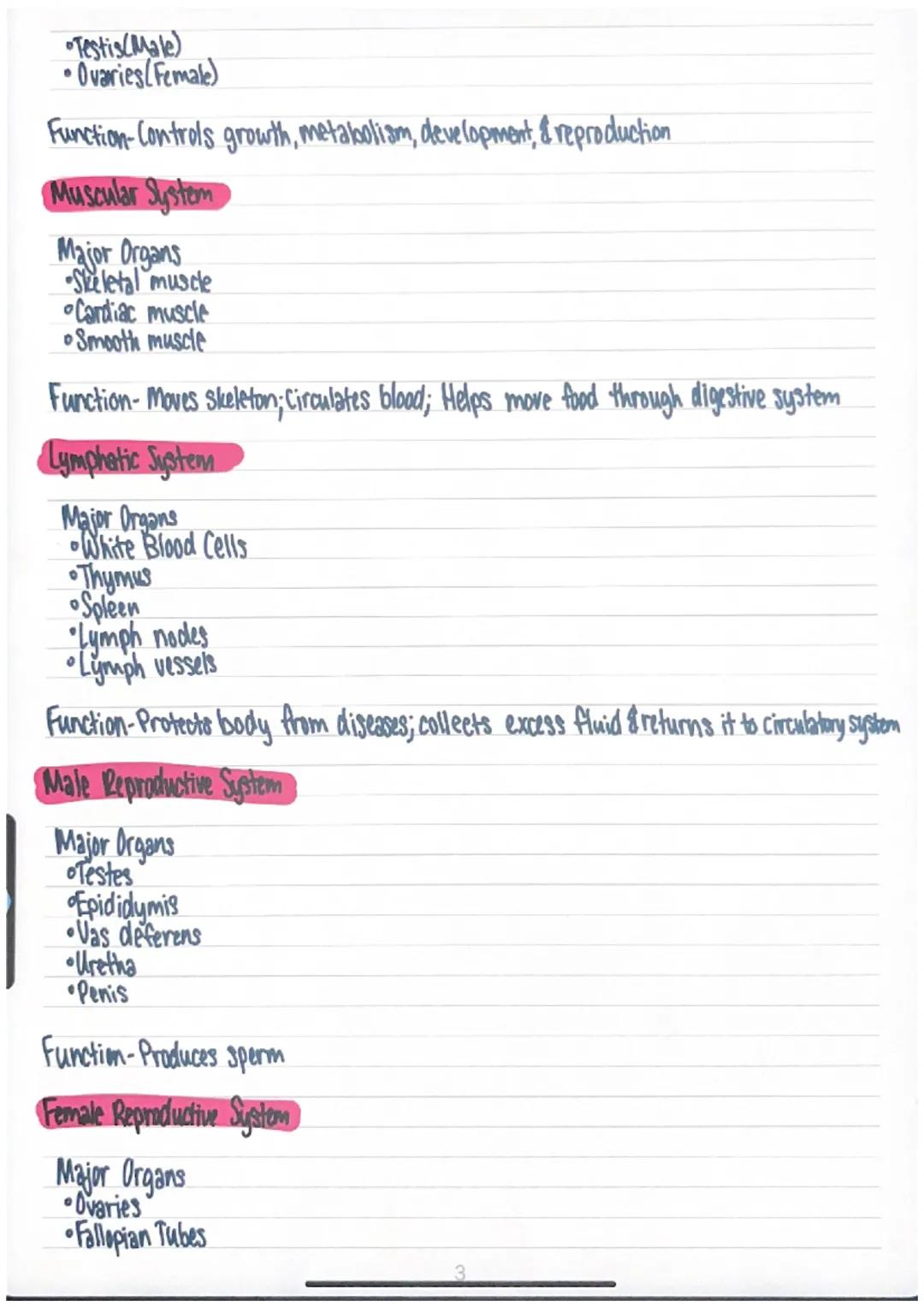 Nervous System
Major Organs
Brain
Spinal Cord
•Peripheral Nerves
Function-Coordinates the body's response to changes in the environment
Inte