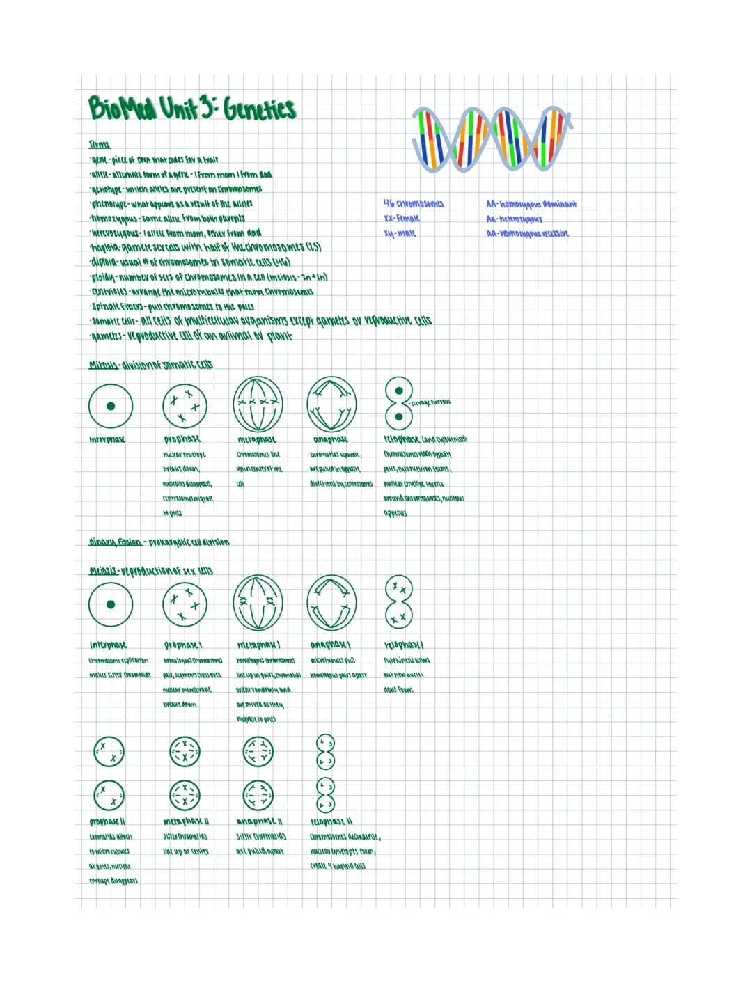 
<h2 id="termsanddefinitions">Terms and Definitions</h2>
<p>Genetics is the study of genes, heredity, and genetic variation in living organi