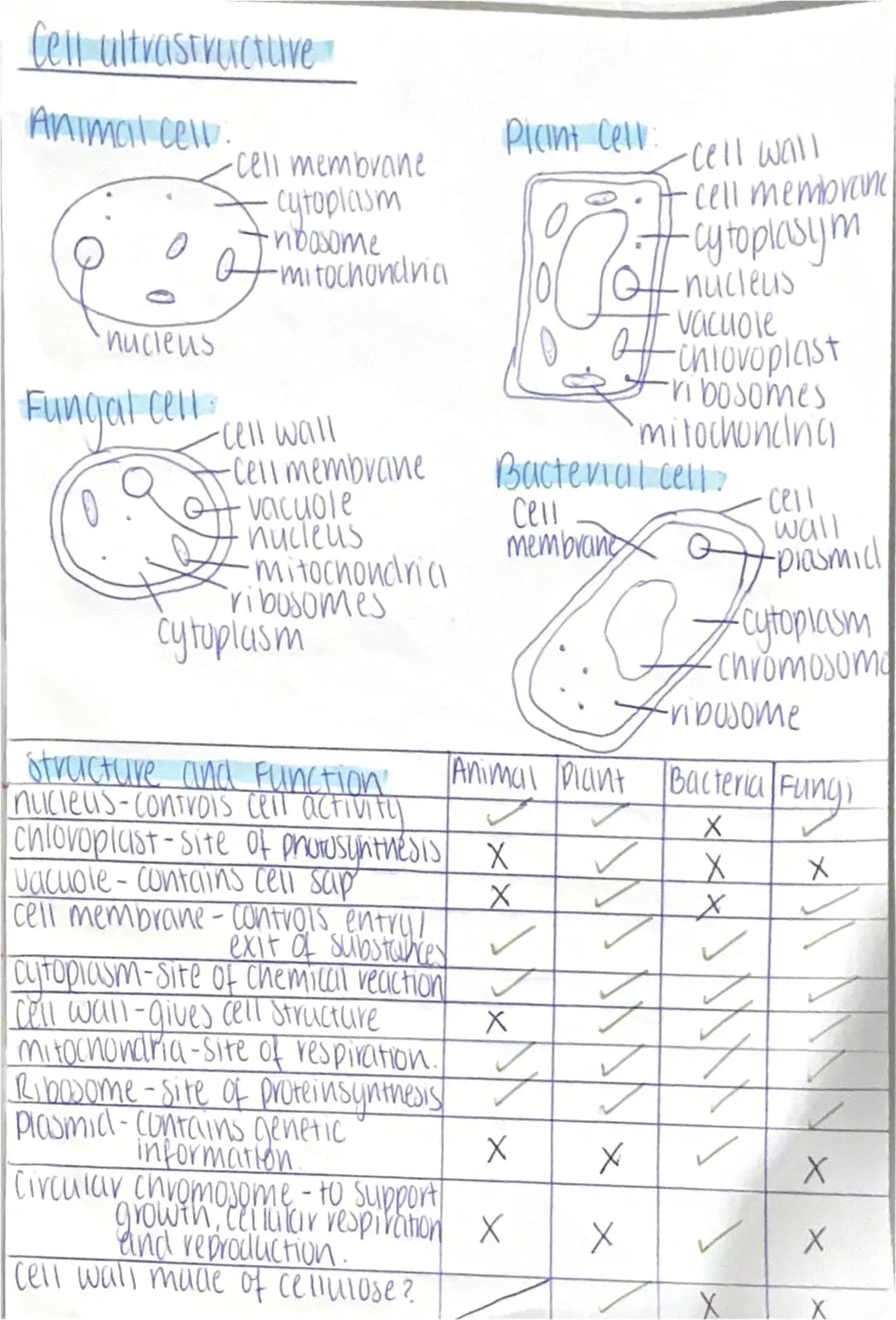 Cell ultrastructure
Animal cell.
nucleus
Fungal cell
-cell membrane
cytoplasm
•nbosome
-mitochondria
O
-cell wall
-cell membrane
vacuole
nuc