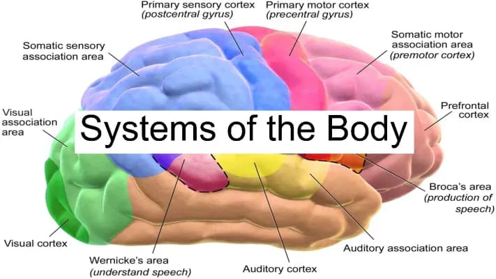 Know Systems of the Body thumbnail