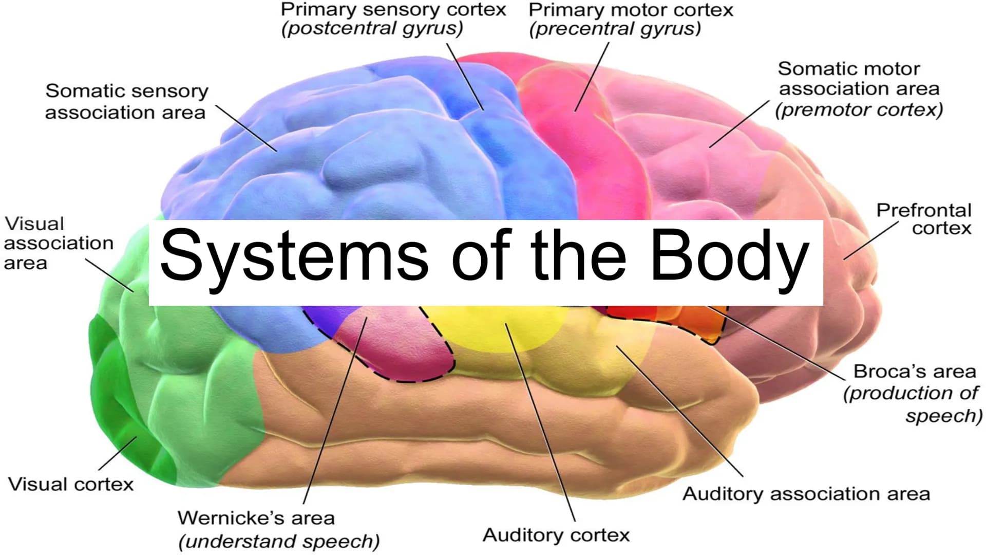 Somatic sensory
association area
Visual
association
area
Visual cortex
Primary sensory cortex
(postcentral gyrus)
Primary motor cortex
(prec