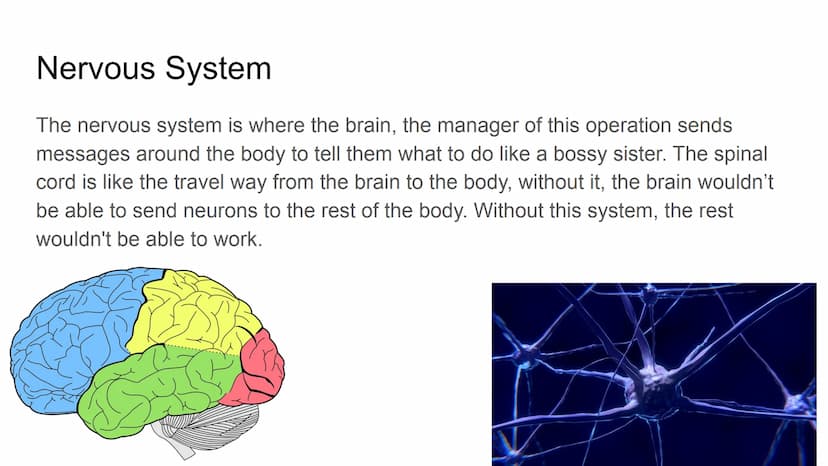 Somatic sensory
association area
Visual
association
area
Visual cortex
Primary sensory cortex
(postcentral gyrus)
Primary motor cortex
(prec