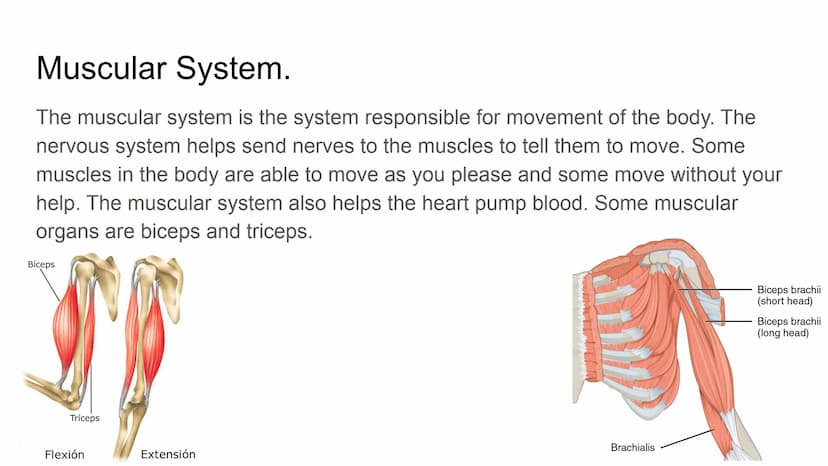 Somatic sensory
association area
Visual
association
area
Visual cortex
Primary sensory cortex
(postcentral gyrus)
Primary motor cortex
(prec