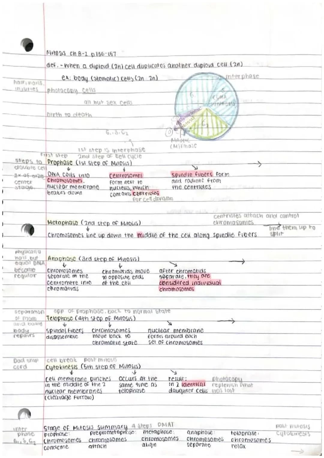 The 4 Stages of Mitosis in the Cell Cycle with Diagrams