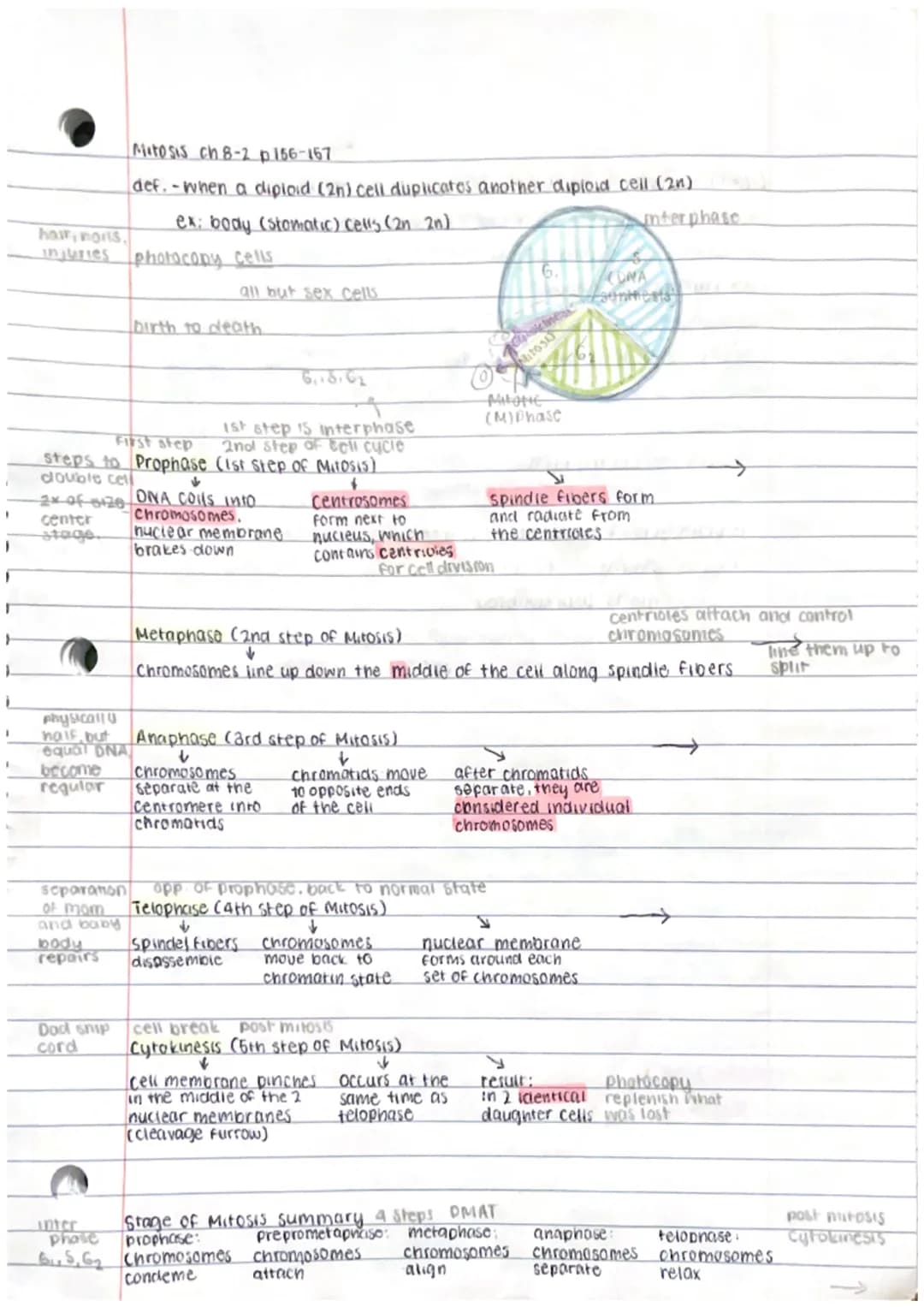 I
I
hair, noris,
injuries photocopy cells
-2x of 0120
center
stage.
physicall
half, but
equal DNA
1 become
regular
1st step is interphase
Fi