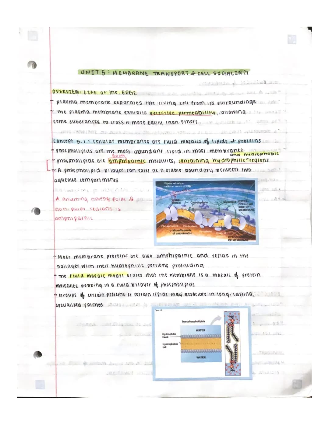 UNIT 5 : MEMBRANE TRANSPORT & CELL SIGALING
OVERVIEW: LIFE at me EDGE
~ plasma membrane separates the living cell from its surroundings
The 