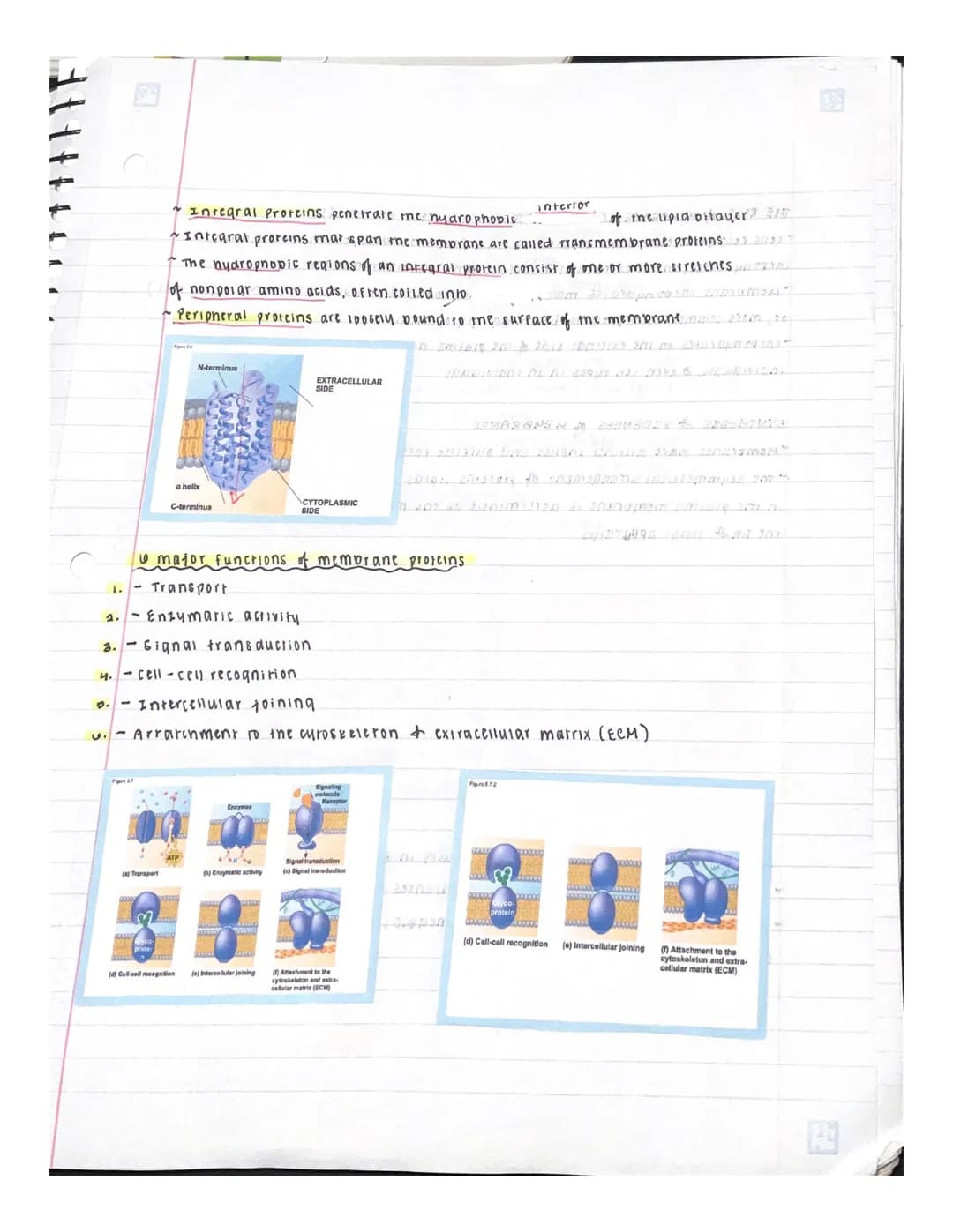 UNIT 5 : MEMBRANE TRANSPORT & CELL SIGALING
OVERVIEW: LIFE at me EDGE
~ plasma membrane separates the living cell from its surroundings
The 