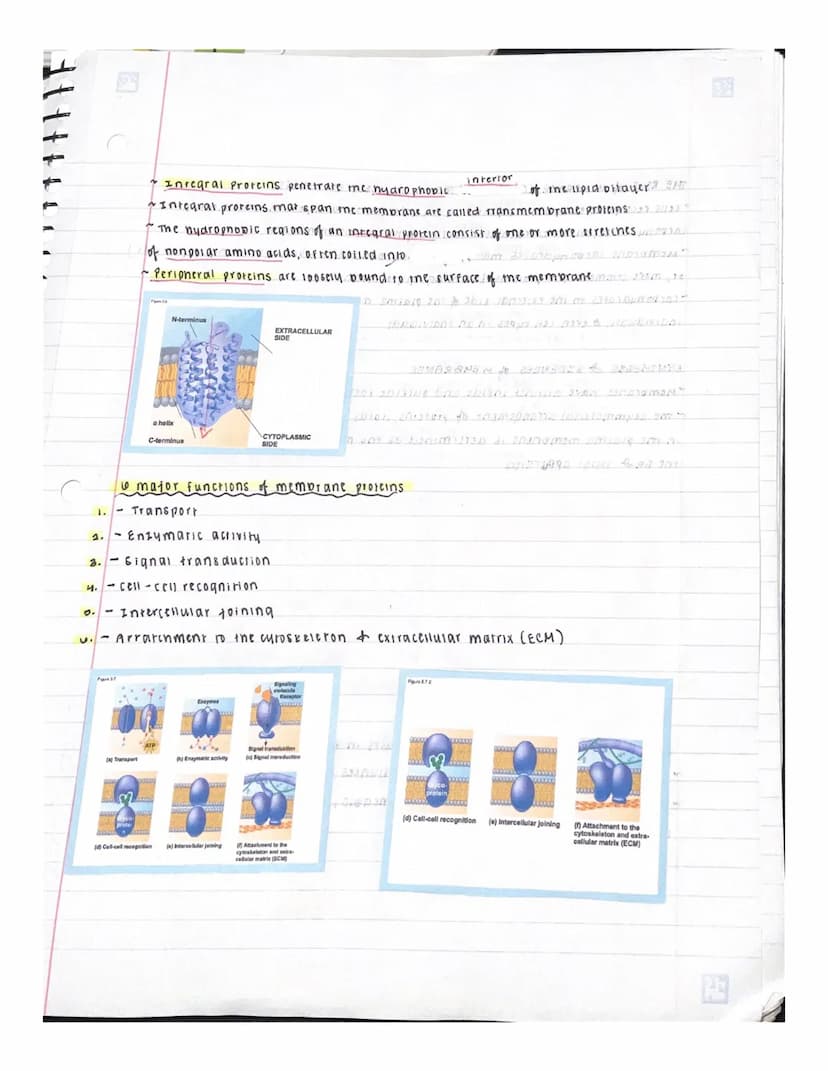 UNIT 5 : MEMBRANE TRANSPORT & CELL SIGALING
OVERVIEW: LIFE at me EDGE
~ plasma membrane separates the living cell from its surroundings
The 