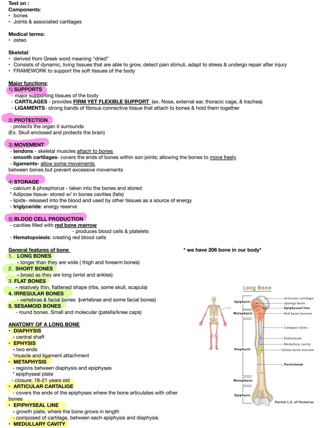 Test on :
Components:
• bones
• Joints & associated cartilages
Medical terms:
osteo
Skeletal:
• derived from Greek word meaning "dried"
• Co