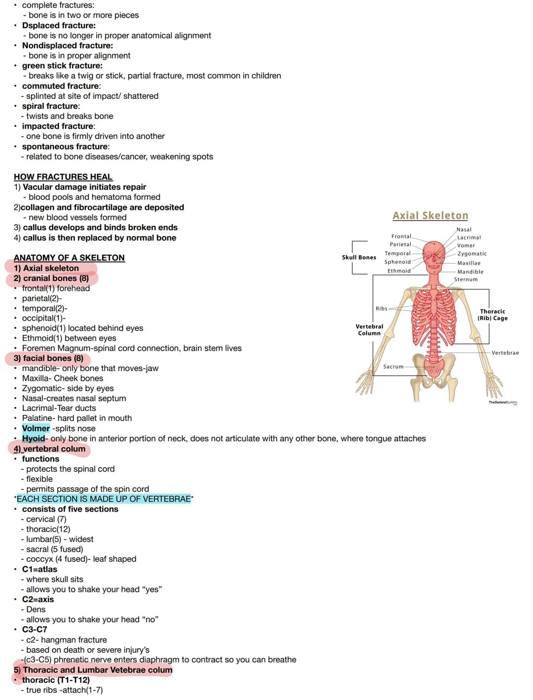 Test on :
Components:
• bones
• Joints & associated cartilages
Medical terms:
osteo
Skeletal:
• derived from Greek word meaning "dried"
• Co