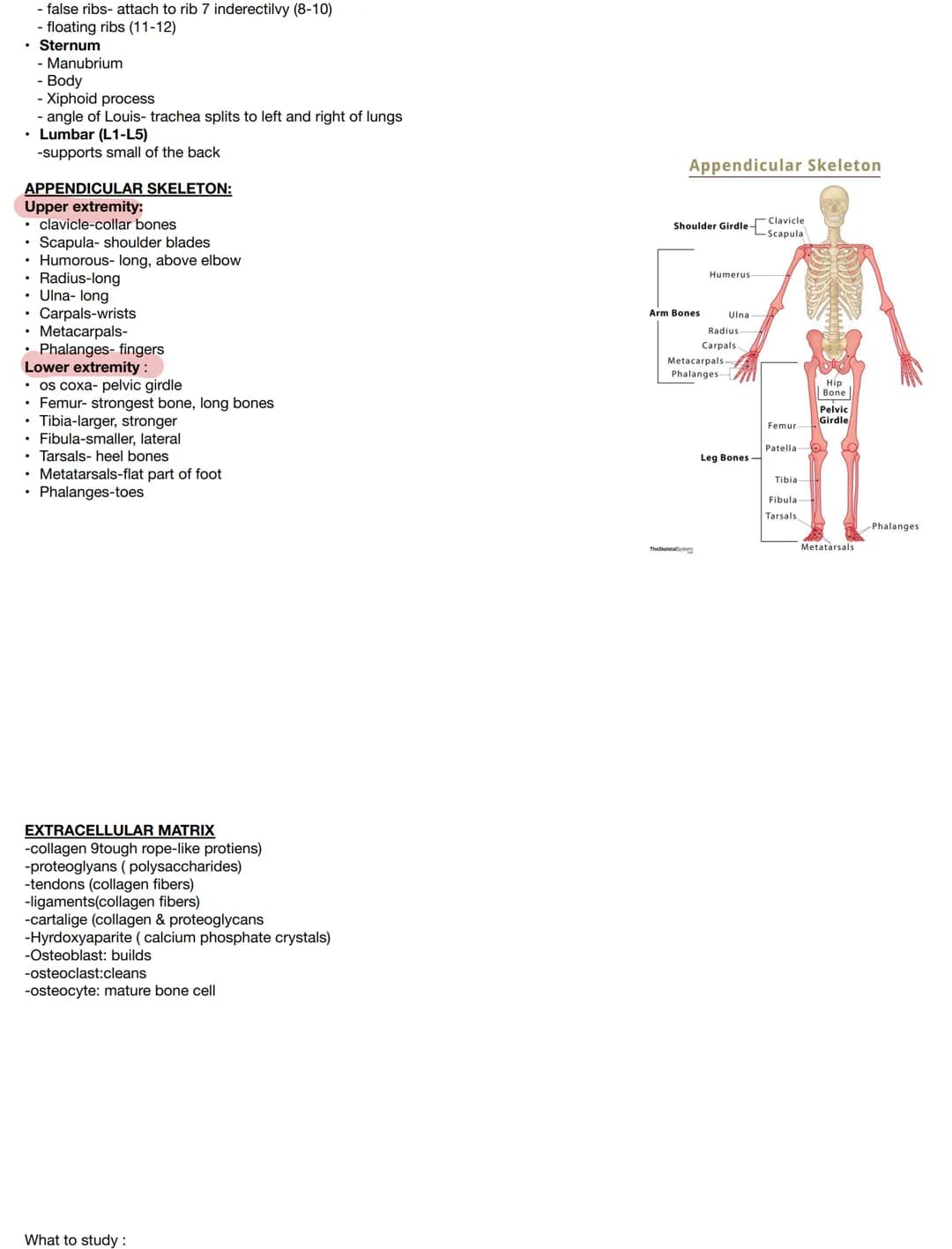Test on :
Components:
• bones
• Joints & associated cartilages
Medical terms:
osteo
Skeletal:
• derived from Greek word meaning "dried"
• Co