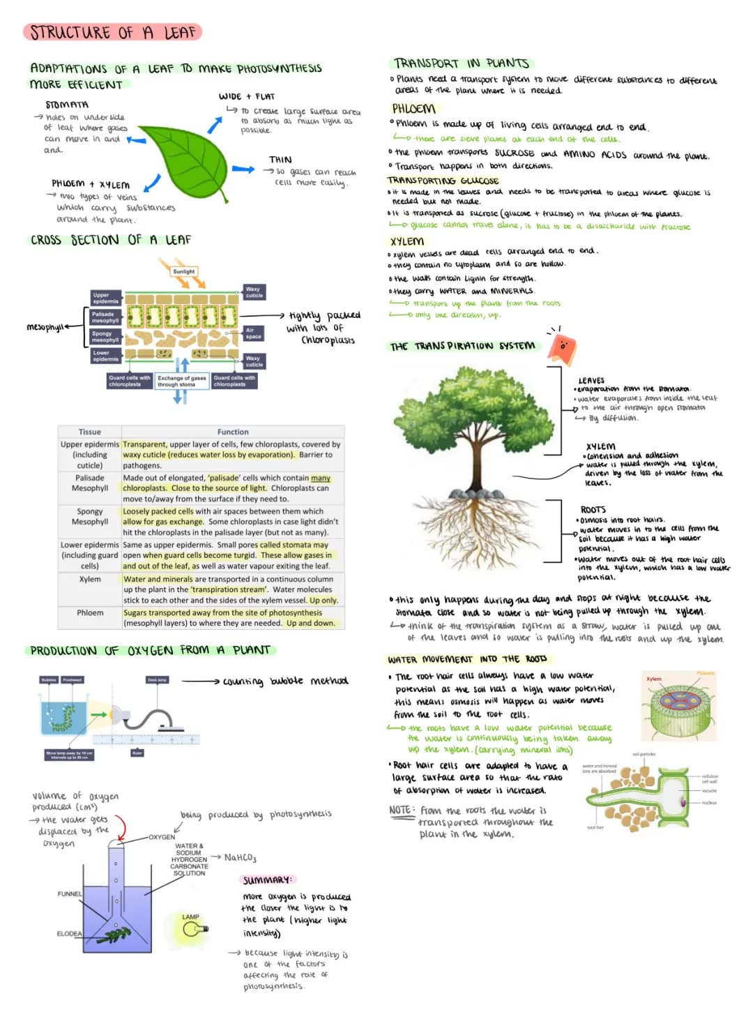 The structure of a leaf and plants topic