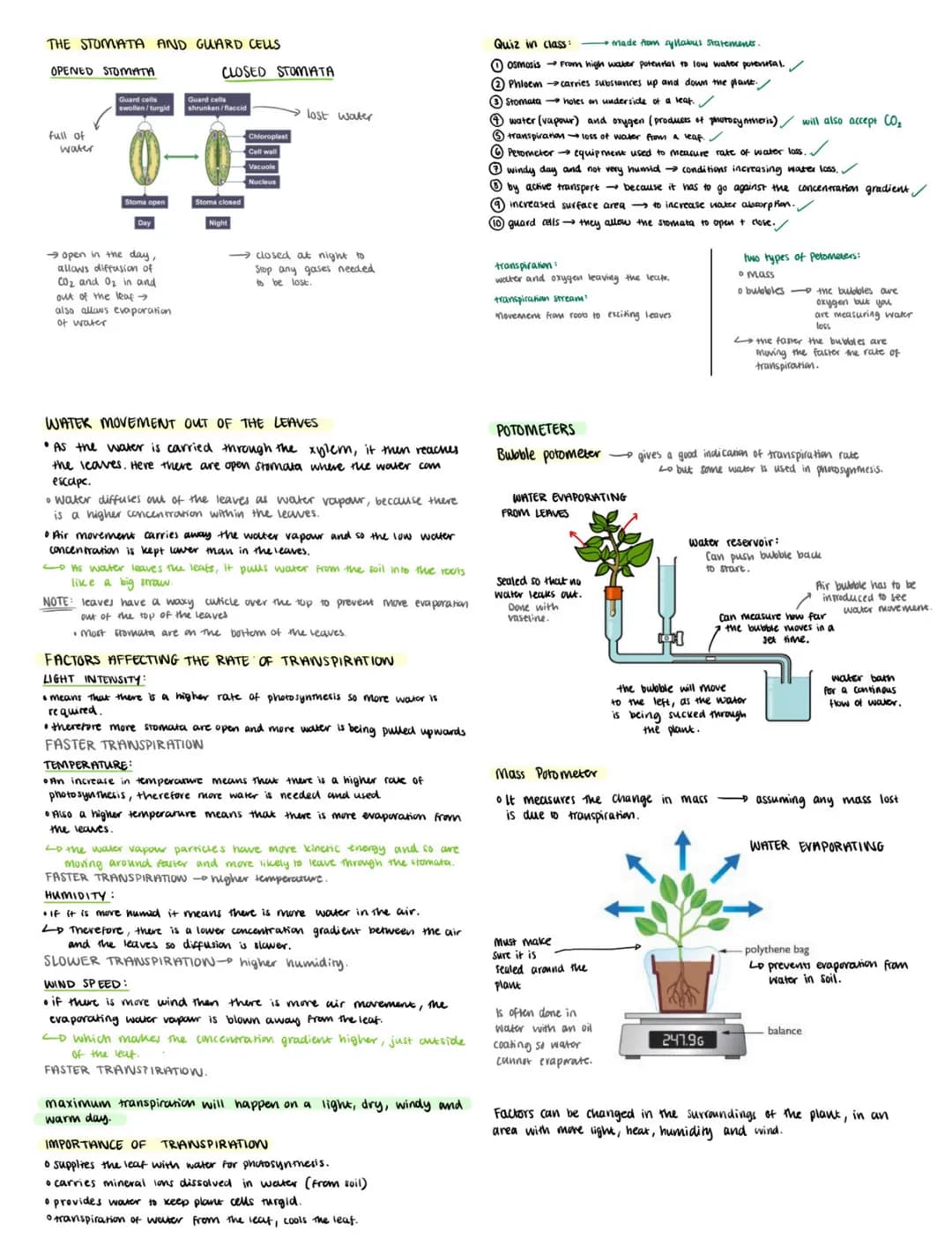 STRUCTURE OF A LEAF
ADAPTATIONS OF A LEAF TO MAKE PHOTOSYNTHESIS
MORE EFFICIENT
STOMATA
holes on under side
of leat where gases
can move in 