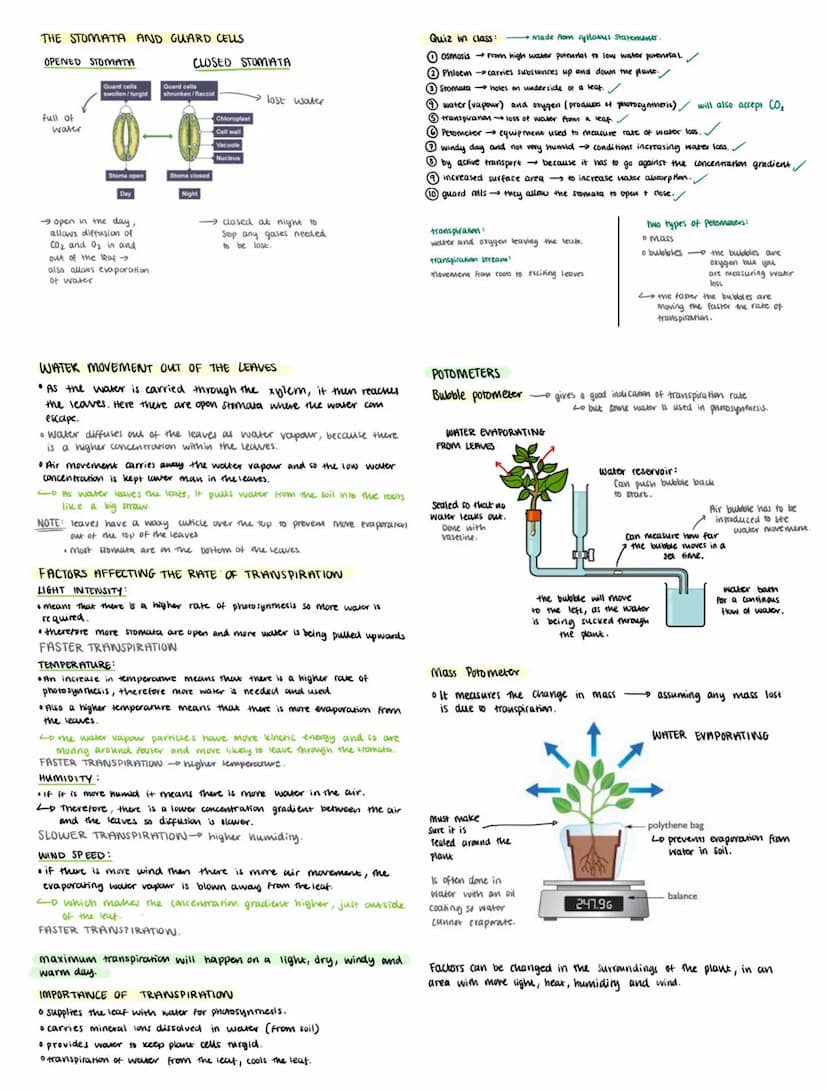 STRUCTURE OF A LEAF
ADAPTATIONS OF A LEAF TO MAKE PHOTOSYNTHESIS
MORE EFFICIENT
STOMATA
holes on under side
of leat where gases
can move in 