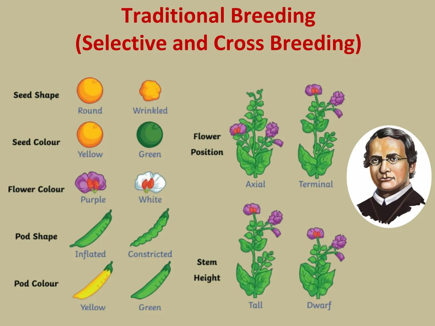 GMOs
ARE GMOS REALLY DOING
MORE HARM THAN GOOD? Do Now: Look at the pairs of pictures
below and predict why they are
different.
The healthy 