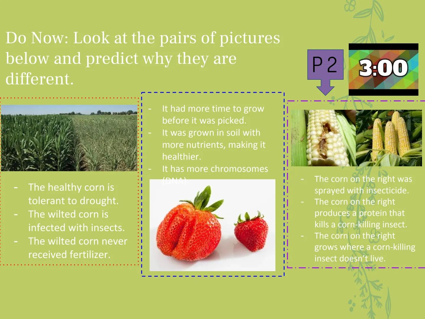 GMOs
ARE GMOS REALLY DOING
MORE HARM THAN GOOD? Do Now: Look at the pairs of pictures
below and predict why they are
different.
The healthy 