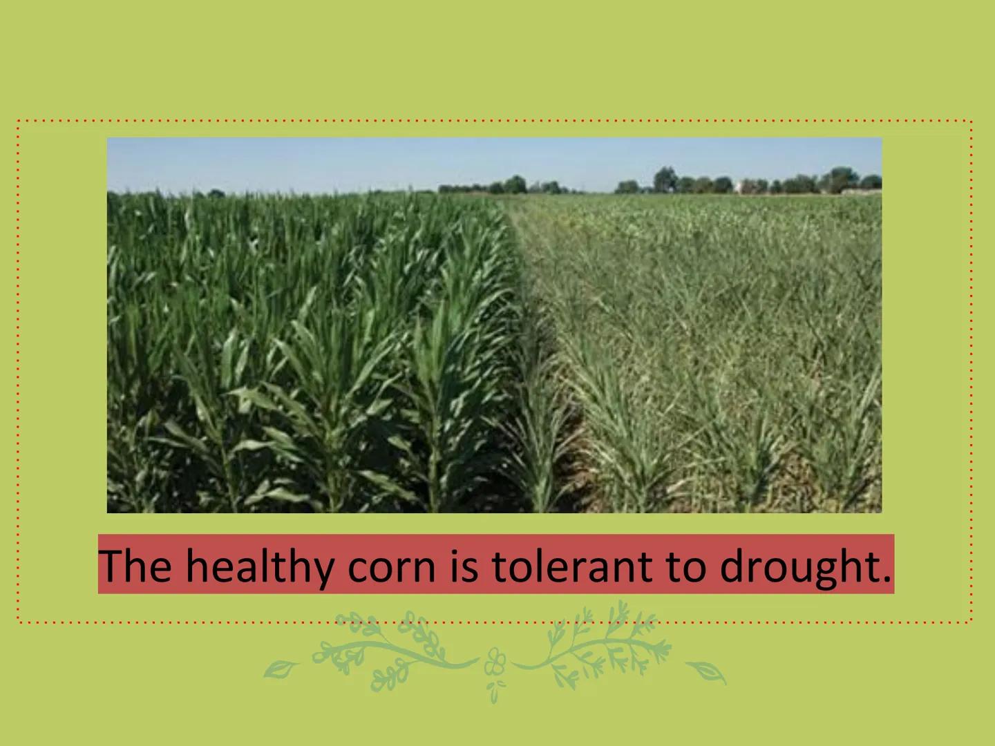 GMOs
ARE GMOS REALLY DOING
MORE HARM THAN GOOD? Do Now: Look at the pairs of pictures
below and predict why they are
different.
The healthy 