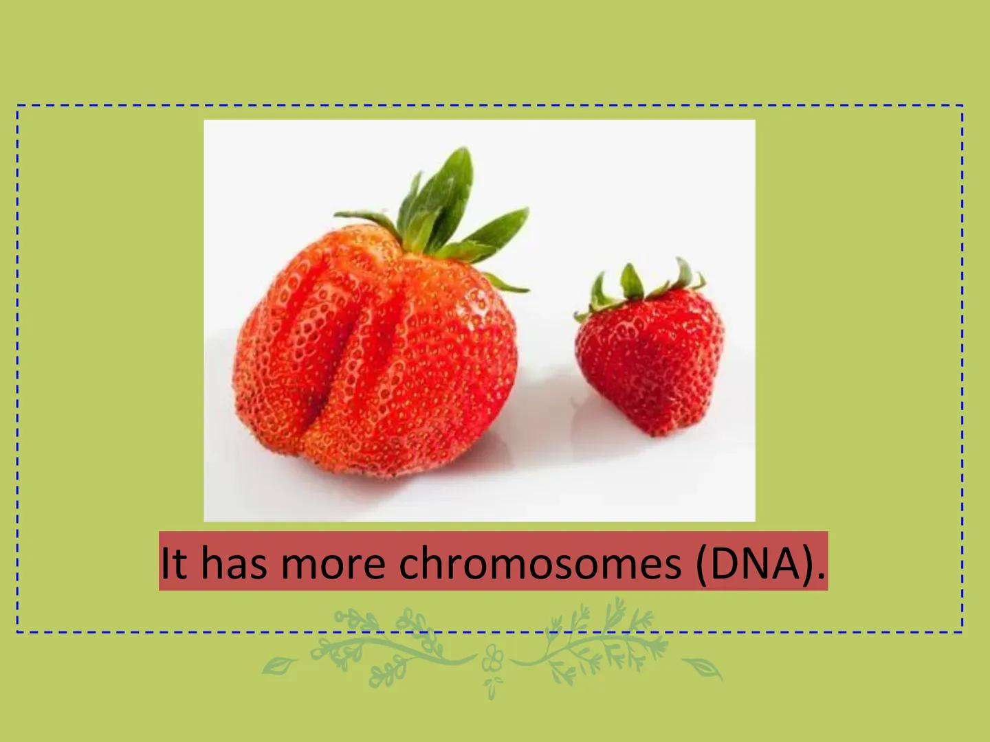 GMOs
ARE GMOS REALLY DOING
MORE HARM THAN GOOD? Do Now: Look at the pairs of pictures
below and predict why they are
different.
The healthy 
