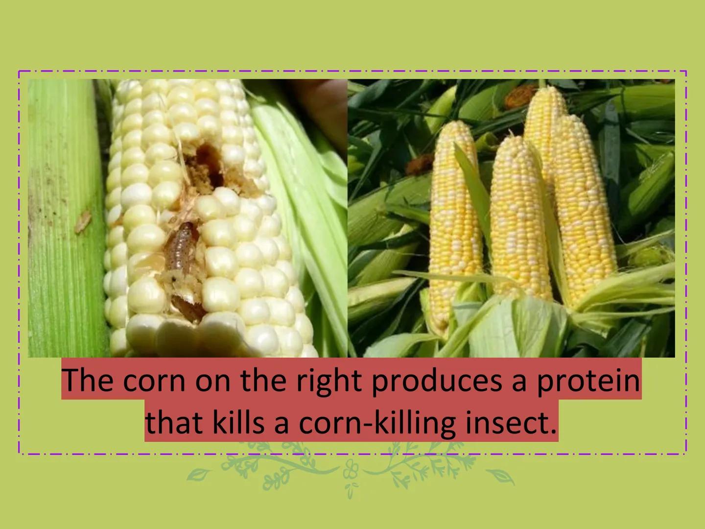 GMOs
ARE GMOS REALLY DOING
MORE HARM THAN GOOD? Do Now: Look at the pairs of pictures
below and predict why they are
different.
The healthy 