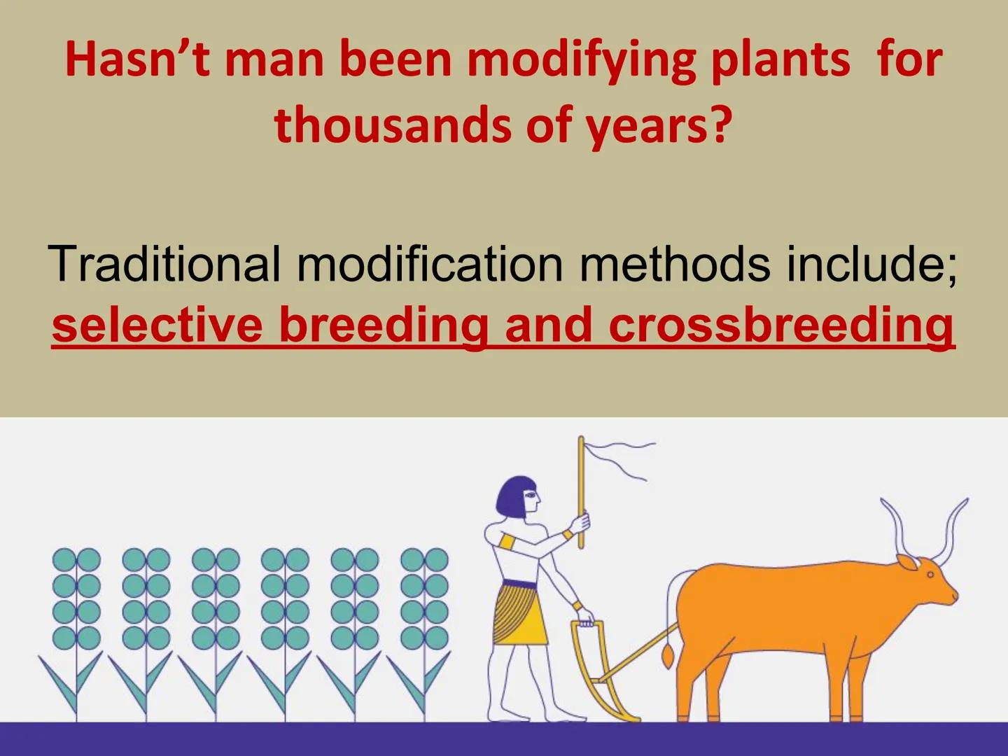 GMOs
ARE GMOS REALLY DOING
MORE HARM THAN GOOD? Do Now: Look at the pairs of pictures
below and predict why they are
different.
The healthy 