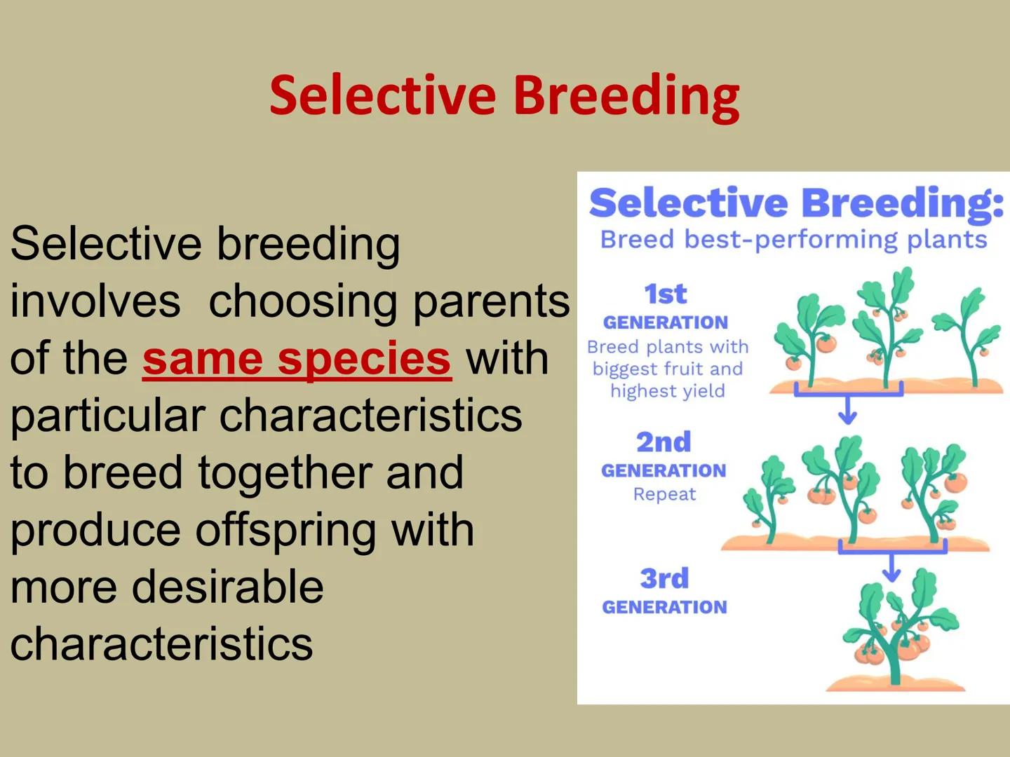 GMOs
ARE GMOS REALLY DOING
MORE HARM THAN GOOD? Do Now: Look at the pairs of pictures
below and predict why they are
different.
The healthy 