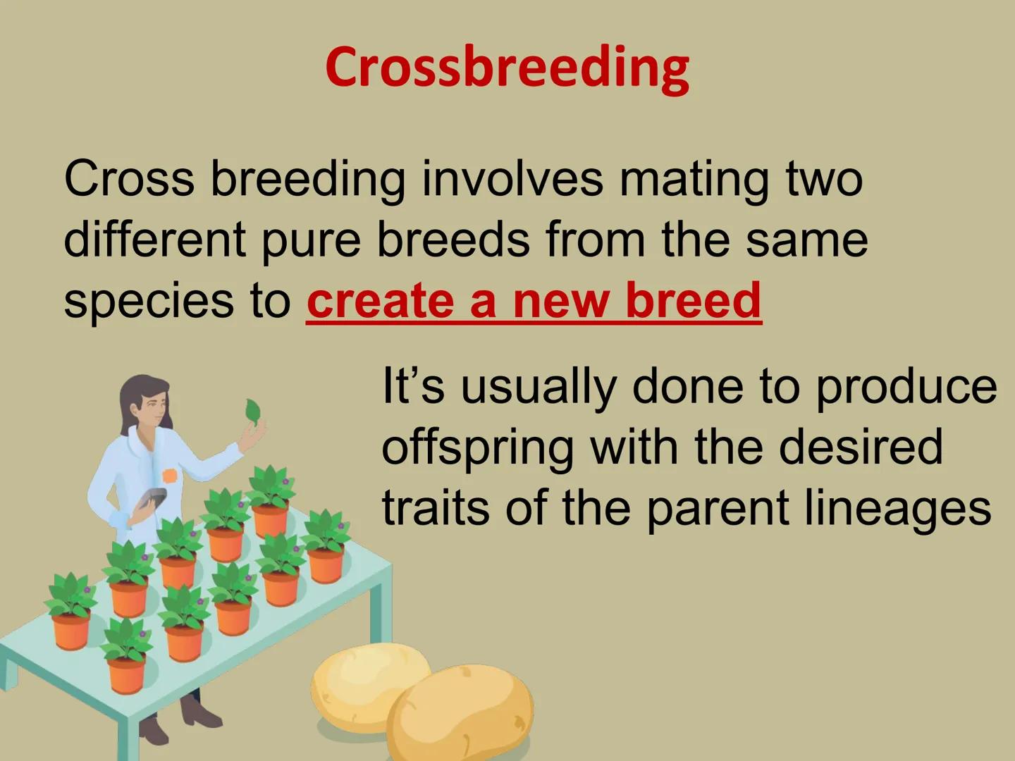 GMOs
ARE GMOS REALLY DOING
MORE HARM THAN GOOD? Do Now: Look at the pairs of pictures
below and predict why they are
different.
The healthy 