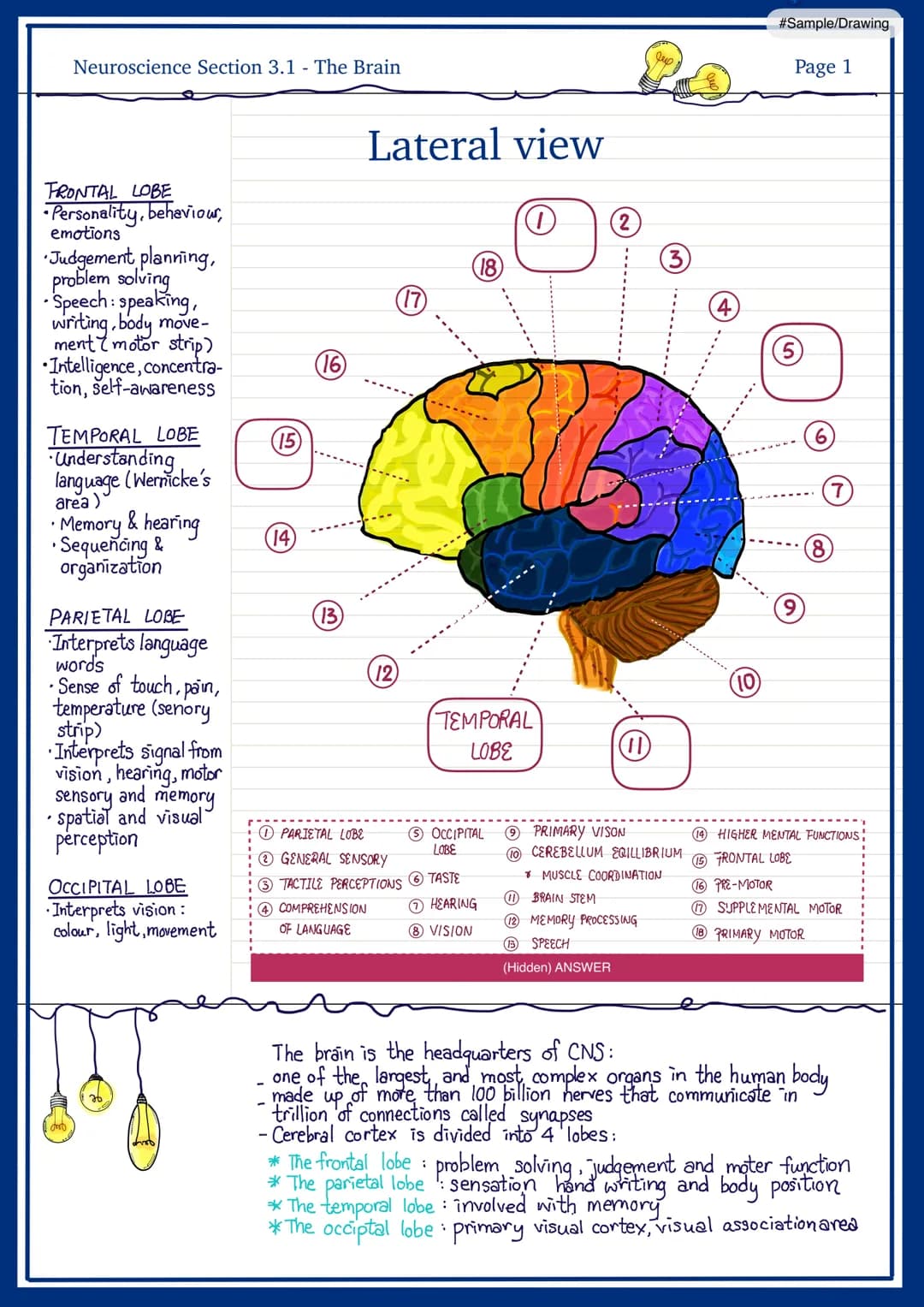 
<h2 id="frontallobe">Frontal Lobe</h2>
<p>The frontal lobe is responsible for personality, behavior, emotions, judgement, planning, problem