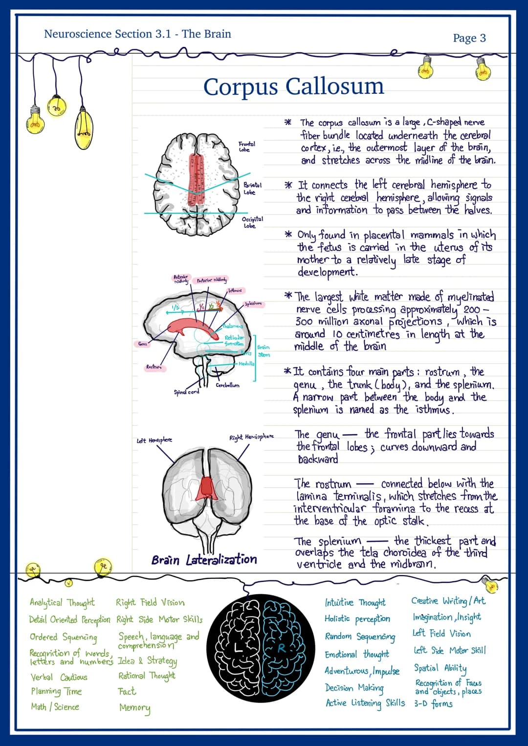 
<h2 id="frontallobe">Frontal Lobe</h2>
<p>The frontal lobe is responsible for personality, behavior, emotions, judgement, planning, problem