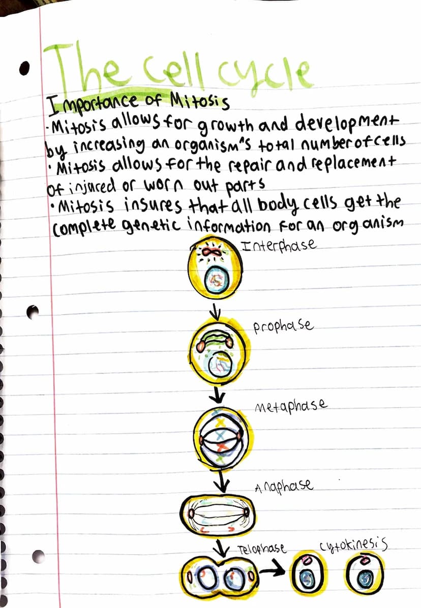 The cell cycle
The cell cycle
The cell cycle is the normal sequence of events
a cell goes through as it grows and divides
There are two main