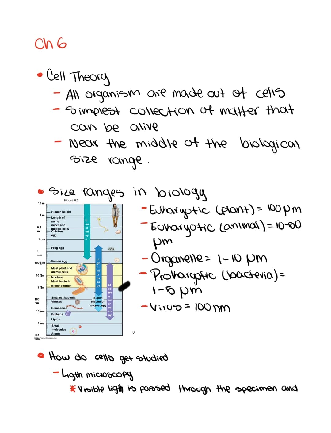 Ch 6
• Cell Theory
- All organism are made out of cells
- Simplest collection of matter that
10 m
1 m
0.1
m
1
mm
100 m
1 m
100
nm
10 nm
10 m