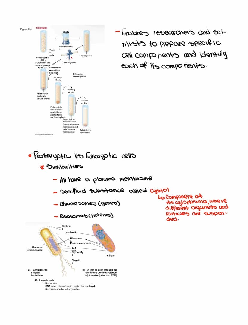 Ch 6
• Cell Theory
- All organism are made out of cells
- Simplest collection of matter that
10 m
1 m
0.1
m
1
mm
100 m
1 m
100
nm
10 nm
10 m