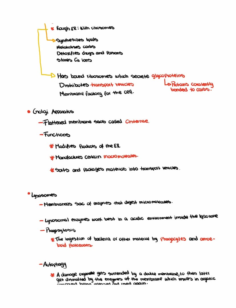 Ch 6
• Cell Theory
- All organism are made out of cells
- Simplest collection of matter that
10 m
1 m
0.1
m
1
mm
100 m
1 m
100
nm
10 nm
10 m