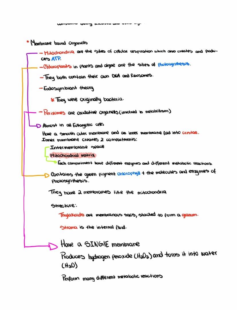 Ch 6
• Cell Theory
- All organism are made out of cells
- Simplest collection of matter that
10 m
1 m
0.1
m
1
mm
100 m
1 m
100
nm
10 nm
10 m